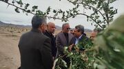 توسعه فضای سبز؛ موتور پنهان جذب سرمایه و رونق گردشگری در زاهدان