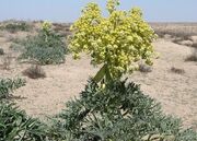 تولید گیاه دارویی آنغوزه در بجستان پنج برابر شد