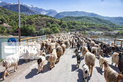 زمان‌بندی کوچ دامداران به مراتع ییلاقی مازندران مشخص شد