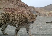 پلنگ ایرانی سلطان صخره‌های سترگ لرستان
