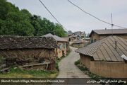 گونه‌های شاخص هیرکانی؛ پشتوانه سبز ثبت‌جهانی شانه‌تراش