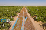 اجرای طرح داربستی در ۷۱۷ هکتار از تاکستان‌های خراسان شمالی