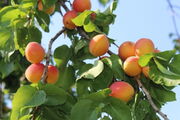 سرمازدگی بلای جان ۵۰ درصد از محصول زردآلوی شاهرود/ برآورد برداشت ۳۱ هزار تن