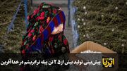فیلم|پیش‌بینی تولید بیش از ۲.۵ تن پیله تر ابریشم در خداآفرین