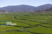 آغاز مبارزه بیولوژیک با آفت ساقه‌خوار برنج در گیلان
