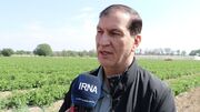 معاون وزیر جهاد کشاورزی: یک میلیون هکتار باغ کشور بازده اقتصادی مناسب ندارد