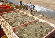 پرورش میگوی خورخان، سایتی با پیش‌بینی ۷۰ میلیون دلار ارزآوری و ضرورت تسریع در اجرا
