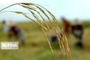صدور پروانه استاندارد اختیاری برای ۲۲ واحد بسته بندی برنج در مازندران
