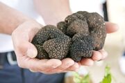 طلای سیاه هیرکانی؛ ثروتی که از جنگل ربوده می‌شود