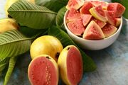 پیچیدن عطر و بوی گواوا در باغ‌های میناب