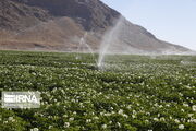 ۳۰ طرح پژوهشی در ایستگاه دیم شیروان در مسیر ارتقای کشاورزی