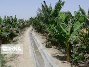حل مشکلات آب و سوخت پروژه موز باهوکلات دشتیاری در دستور کار قرار گرفت