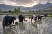 موسیقی کار؛ وقتی «یالی یوسه» چرخ زندگی را می‌چرخاند