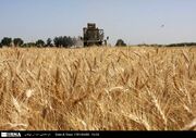 مزارع طلایی اردبیل با پیش‌بینی ۵۳۰ هزار تن گندم