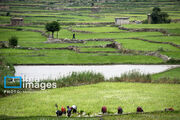 بلاست برنج در کمین مزارع مازندران؛ کشاورزان از مصرف بی‌رویه کود ازته پرهیز کنند