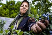 مزارع بلوبری؛ طعم تازه‌ای از کشاورزی نوین در مازندران