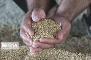 تامین و توزیع ۷۹ هزار تن نهاده دامی در زنجان
