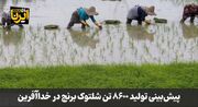 فیلم|پیش‌بینی تولید ۸۶۰۰ تن شلتوک برنج در خداآفرین
