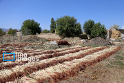 کشت ۷۰ هکتار محصولات غیرخوراکی با آب خاکستری در اسفراین خراسان شمالی