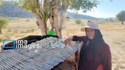 فیلم | زنان و زندگی عشایری