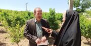 ۵۲ درصد سیب باکیفیت آذربایجان‌شرقی در مراغه تولید می‌شود