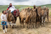 آغاز کوج عشایر به مراتع سهند