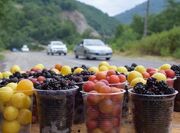 دوره گردهایی که خطر بساط می کنند
