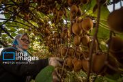 پرداخت ۱۲۸ هزار میلیارد ریال تسهیلات برای افزایش تولید محصولات کشاورزی در مازندران
