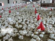 عملیات اجرایی نخستین کشتارگاه صنعتی طیور جنوب سیستان و بلوچستان در روستای پلانی آغاز شد