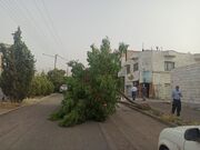 سقوط ۷۱ اصله درخت و آبگرفتگی در ۳۴ نقطه مشهد