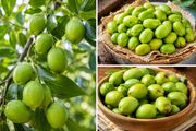 کلسیم؛ راهکاری نوین برای افزایش ماندگاری میوه «کُنار» هرمزگان