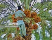 «مَچ‌بند»؛ میراث ماندگار نخلداران بلوچ برای طلای شیرین ایران