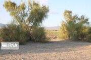 قاچاقچیان در کمین چوب تاغزارهای البرز