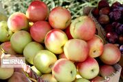 تولید ۷۱ هزار تن محصول کشاورزی در تفرش