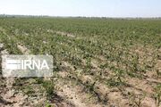 طرح پایداری تولید در ۴۵۰ هزار هکتار از دیمزارهای زنجان اجرا می‌شود