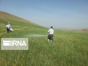 ۴۷۴ هزار هکتار از مزارع کرمانشاه علیه علف‌های هرز سم‌پاشی شد
