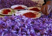 برداشت زعفران از مزارع کشور به نصف رسیده است