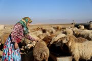 سرمایه‌گذاری ۲ هزار میلیارد ریالی بنیاد علوی در بخش دام خراسان‌شمالی