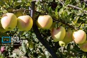 آغاز مبارزه طبیعی با کرم سیب در باغ‌های آذربایجان‌غربی