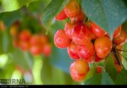 گیلاس آذربایجان‌غربی در مسیر صادرات؛ از روسیه تا حاشیه خلیج فارس