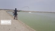ذخیره‌سازی ۲۵۴ میلیون قطعه پست‌لارو در مزارع پرورش میگوی سیستان و بلوچستان