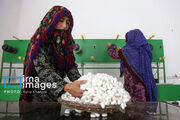 نوغانداری خراسان‌شمالی اسیر کمبود زیرساخت‌ها