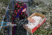 فروش پیله مرغوب در خراسان‌شمالی بیش از ۲ برابر نرخ تضمینی