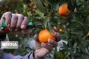 باغداران گیلان توصیه‌های کنترل آفات مرکبات را جدی بگیرند