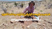 فیلم | گزارشی از فرآیند برداشت آنغوزه در منطقه تنگ سرخ یاسوج