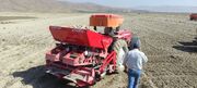 تولید ۱۰ هزار تن سیب‌زمینی بذری در چهارمحال و بختیاری هدف‌گذاری شد