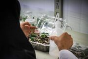 آزمایشگاه تولید پایه‌های درختان میوه در دانشگاه مراغه راه اندازی شد
