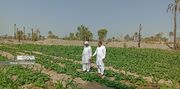 "کشاورزی" پیشران اقتصاد منطقه؛ تداوم تولید در فنوج با تکیه بر ۷ هزار بهره‌بردار
