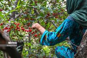 پیش‌بینی تولید بیش از ۳۱ هزار تن گیلاس و آلبالو در خوی/تثبیت جایگاه نخست در آذربایجان‌غربی