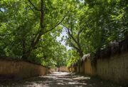حفظ باغات احمدآباد شیراز با رفع گره ۱۳ ساله آبرسانی